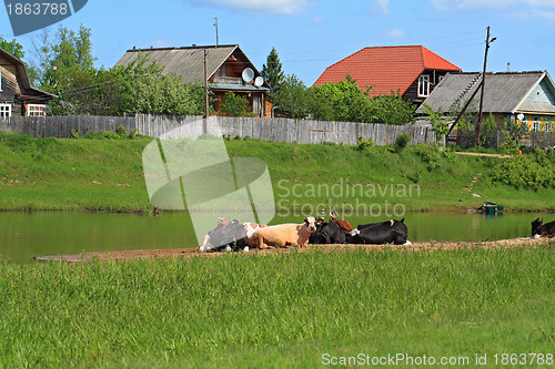 Image of herd cortex on coast river near villages