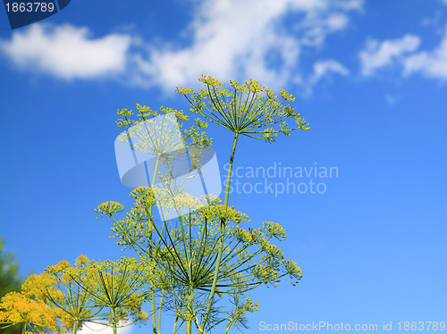 Image of ripe dill on celestial background