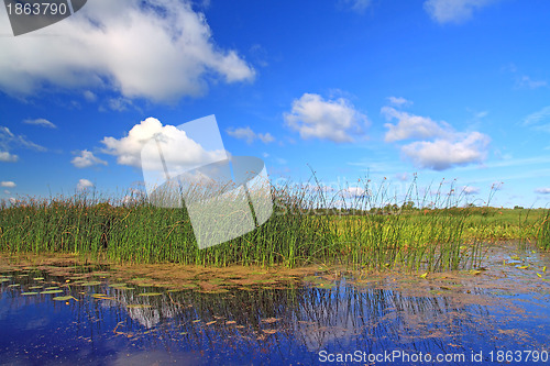 Image of marsh herb