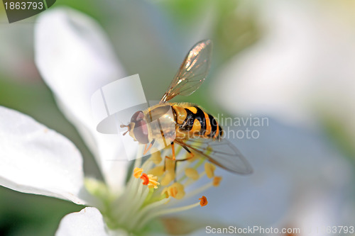 Image of wasp on flowering aple tree