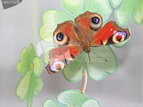 Image of big butterfly on window blind