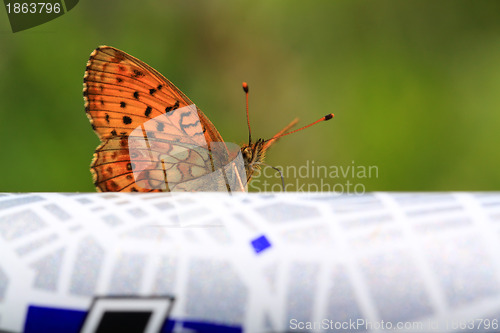 Image of red butterfly on abstract surface