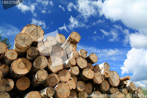 Image of timber in a field near the forest