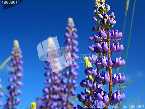 Image of blue lupines on summer field