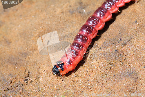 Image of red caterpillar on dry sand