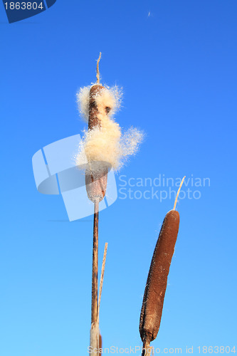 Image of dry bulrush on celestial background