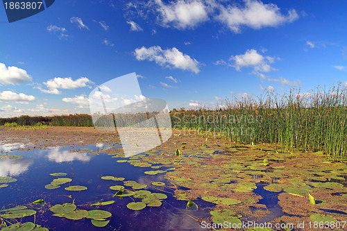 Image of summer marsh under cloudy sky