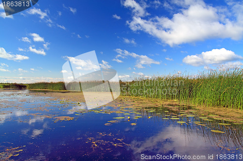 Image of summer marsh under cloudy sky