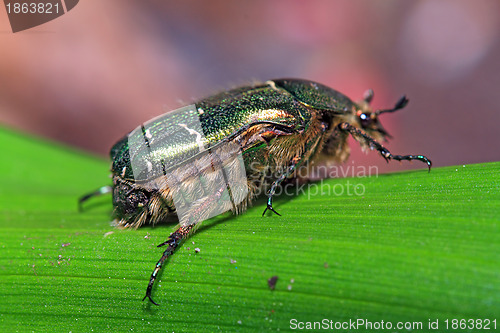 Image of cockchafer on green sheet