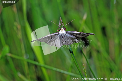 Image of blanching butterfly on green background