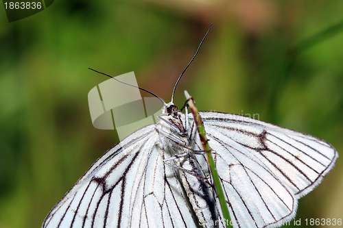 Image of blanching butterfly on green background 