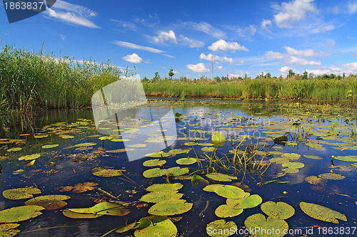 Image of timber lake