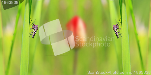 Image of small midge on green background