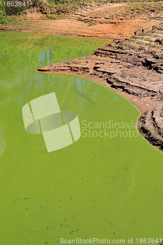 Image of green lake in summer wood