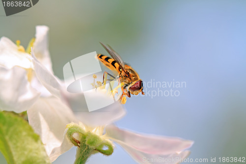 Image of wasp on flowering aple tree