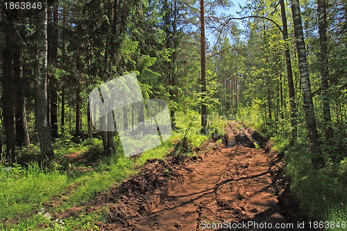 Image of dirty rural road in green wood