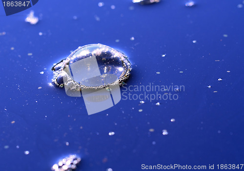 Image of blue bladder on water surface