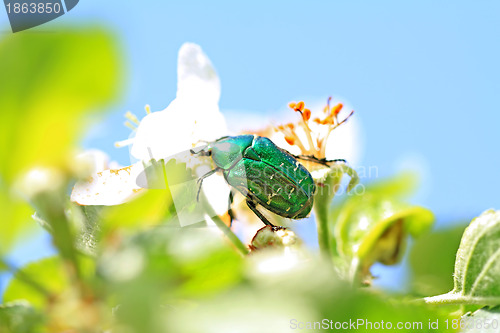 Image of cockchafer on white flower of the aple trees