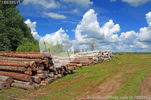 Image of timber in a field near the forest