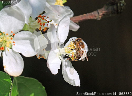 Image of wasp on flowering aple tree