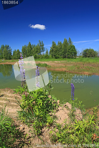 Image of green lake in summer wood