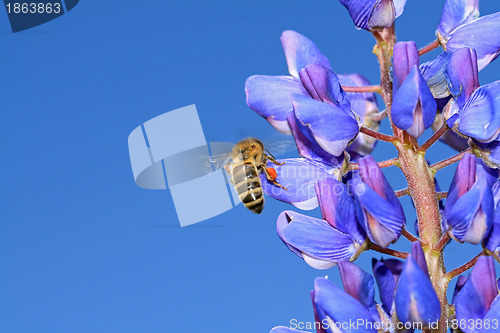 Image of bee on blue lupine