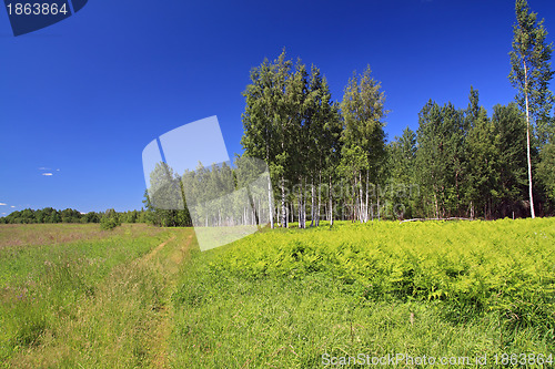 Image of birch copse on green field near rural road
