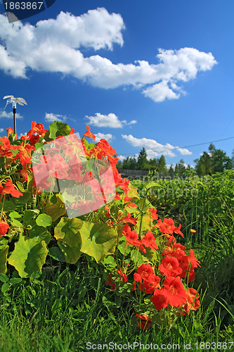 Image of summer flowerses near rural building