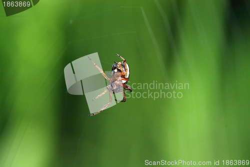 Image of red spider on green background