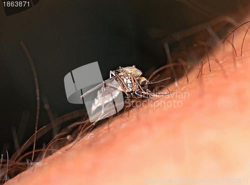 Image of midge on hand of the person 