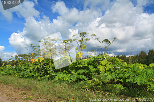Image of cow-parsnip thickets on cloud background