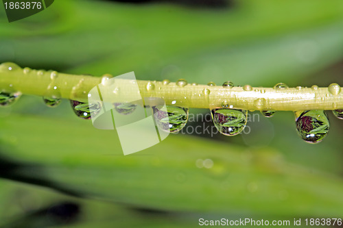 Image of rain drop on green herb