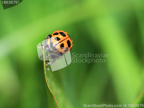 Image of two ladybug on green sheet