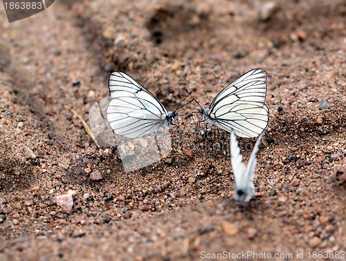 Image of butterflies on land