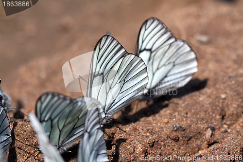Image of  butterflies on land