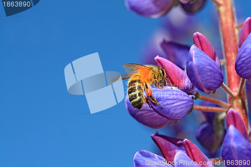 Image of bee on blue lupine