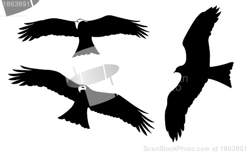 Image of ravenous birds on white background