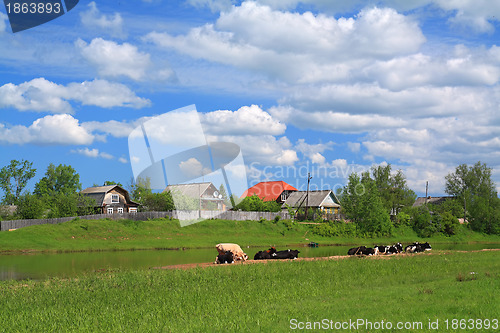 Image of cows on river coast near villages