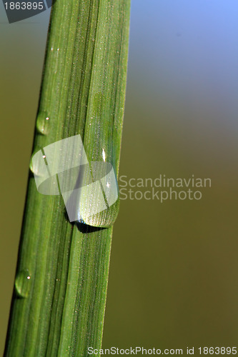 Image of rain drop on green herb