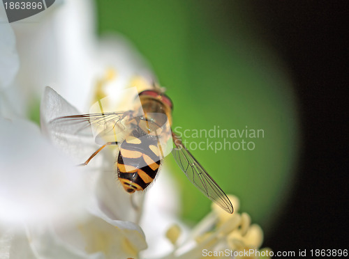 Image of yellow wasp on aple tree flower