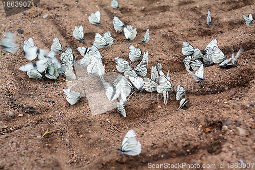 Image of butterflies on land