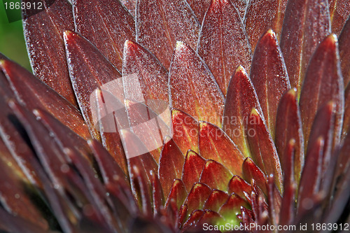 Image of dripped rain on sheet lily