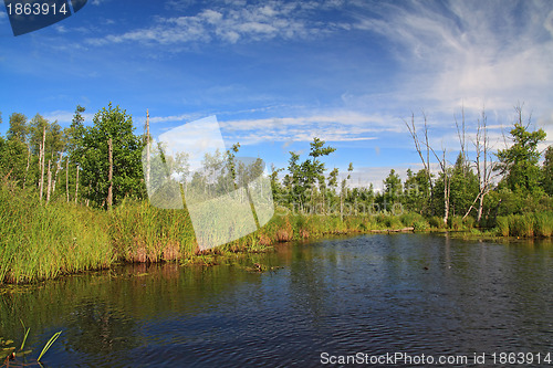 Image of timber lake