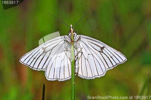 Image of blanching butterfly on green background