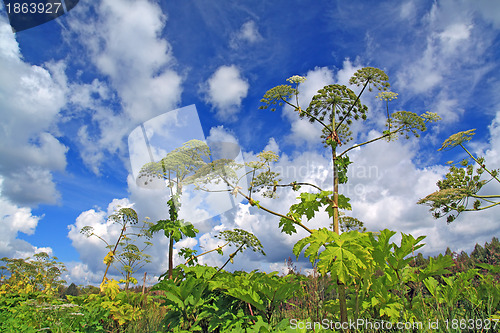 Image of cow-parsnip thickets on cloud background 