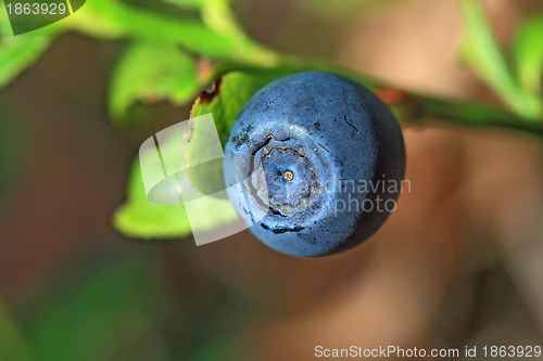 Image of ripe whortleberry on timber background