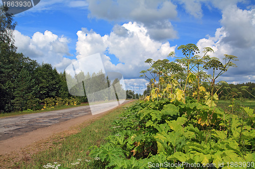 Image of cow-parsnip thickets on cloud background