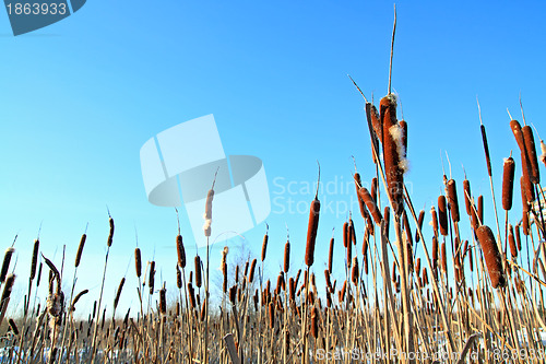 Image of dry bulrush on celestial background