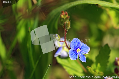 Image of blue field flower amongst green herb