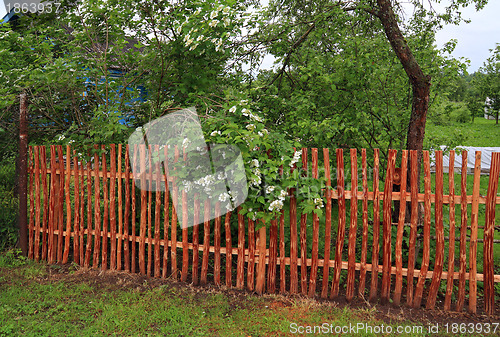 Image of flowering viburnum near wood fence